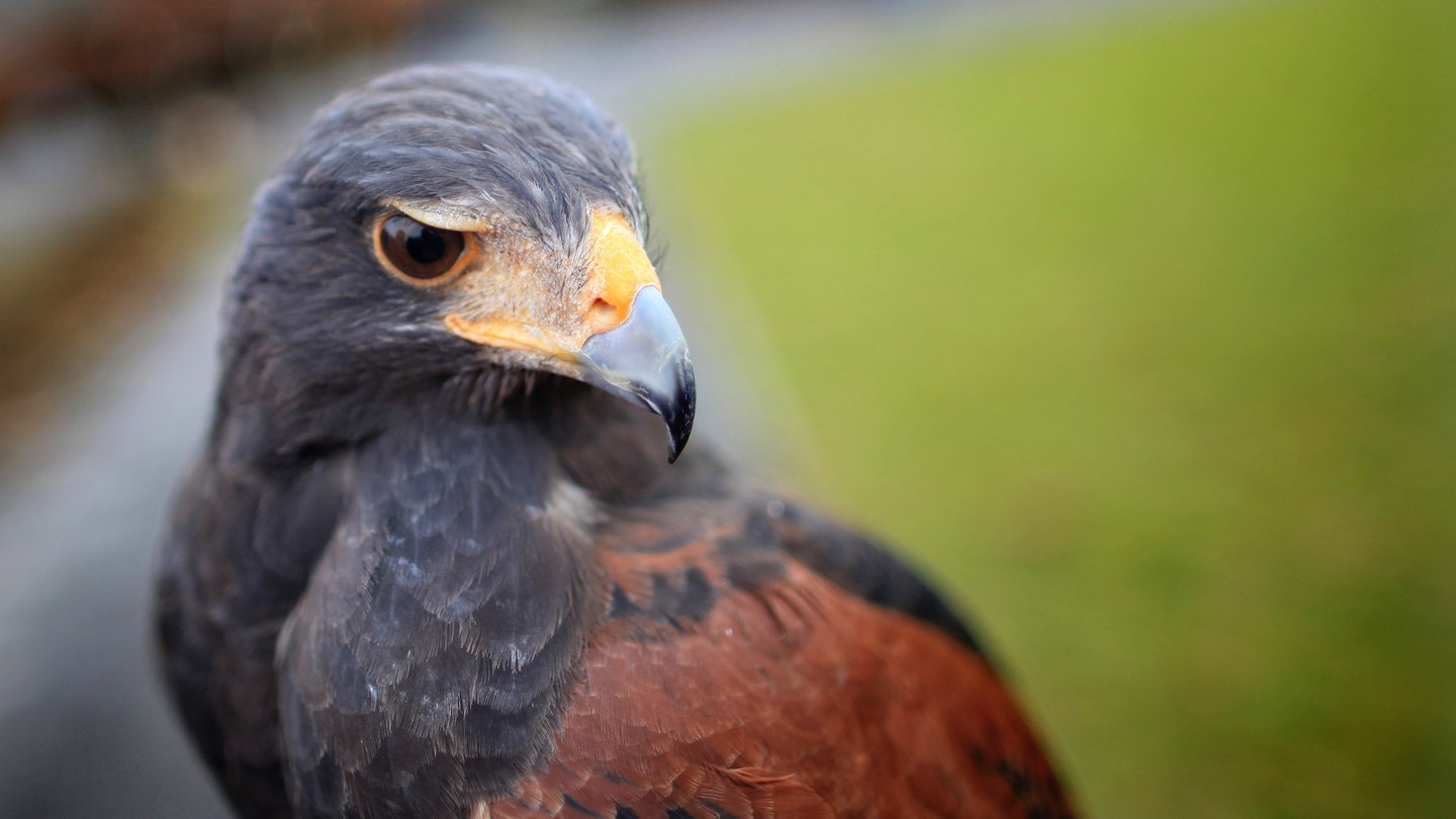 Ein Wüstenbussard (Foto: dpa Bildfunk, Picture Alliance)