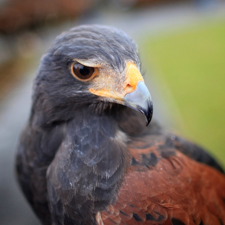 Ein Wüstenbussard (Foto: dpa Bildfunk, Picture Alliance)