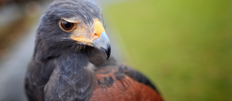 Ein Wüstenbussard (Foto: dpa Bildfunk, Picture Alliance)