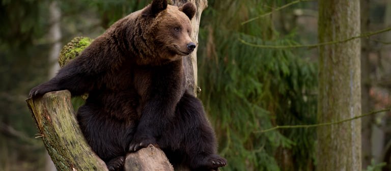 Ein Braunbär sitzt in seinem Gehege auf einem Baumstamm. (Foto: picture-alliance / Reportdienste, Sven Hoppe)