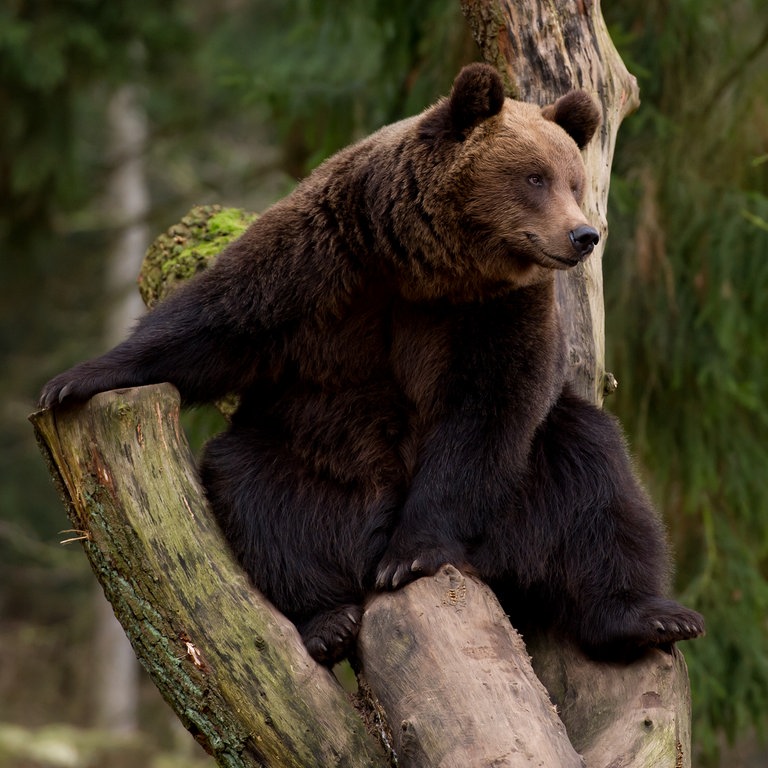 Ein Braunbär sitzt in seinem Gehege auf einem Baumstamm. (Foto: picture-alliance / Reportdienste, Sven Hoppe)