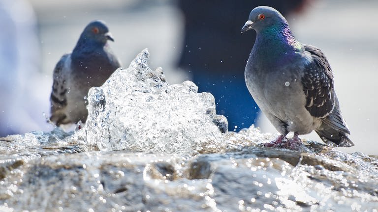 Eine Taube vor einer Wassermasse (Foto: dpa Bildfunk, Picture Alliance)