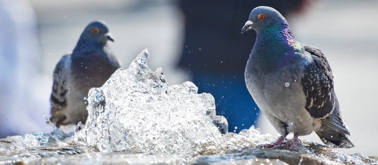 Eine Taube vor einer Wassermasse (Foto: dpa Bildfunk, Picture Alliance)