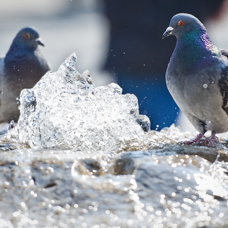 Eine Taube vor einer Wassermasse (Foto: dpa Bildfunk, Picture Alliance)