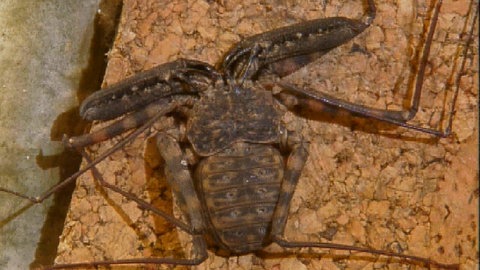 Geißelspinne (Foto: SWR)