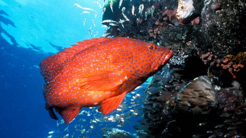 Ein Juwelen-Zackenbarsch schwimmt an einem Korallenriff (Foto: dpa Bildfunk, Picture Alliance)