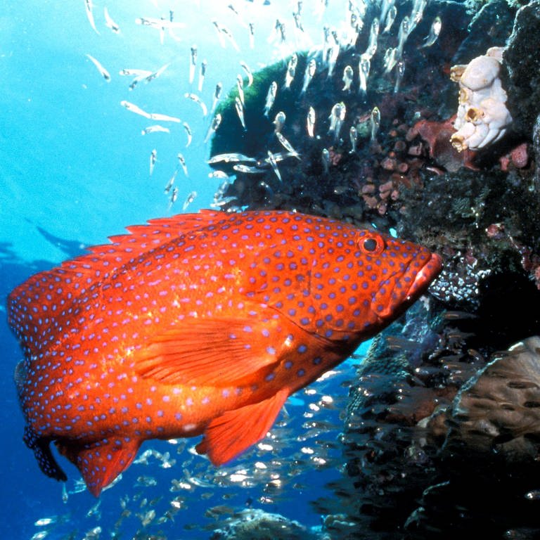 Ein Juwelen-Zackenbarsch schwimmt an einem Korallenriff (Foto: dpa Bildfunk, Picture Alliance)