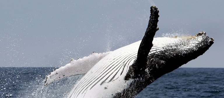 Ein Buckelwal springt aus dem Wasser (Foto: dpa Bildfunk, Picture Alliance)