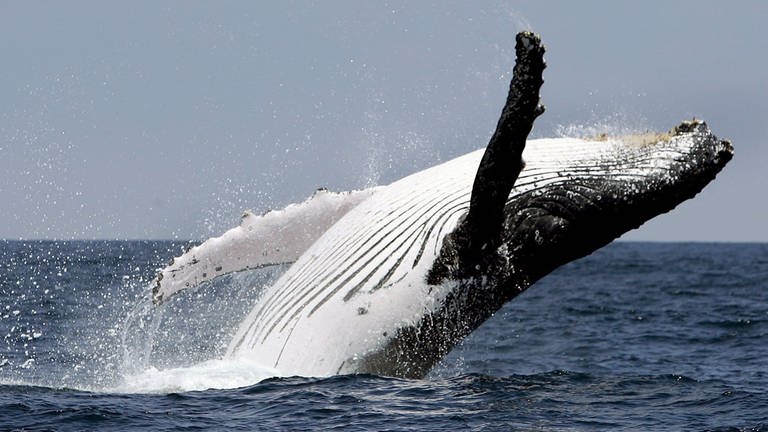Ein Buckelwal springt aus dem Wasser