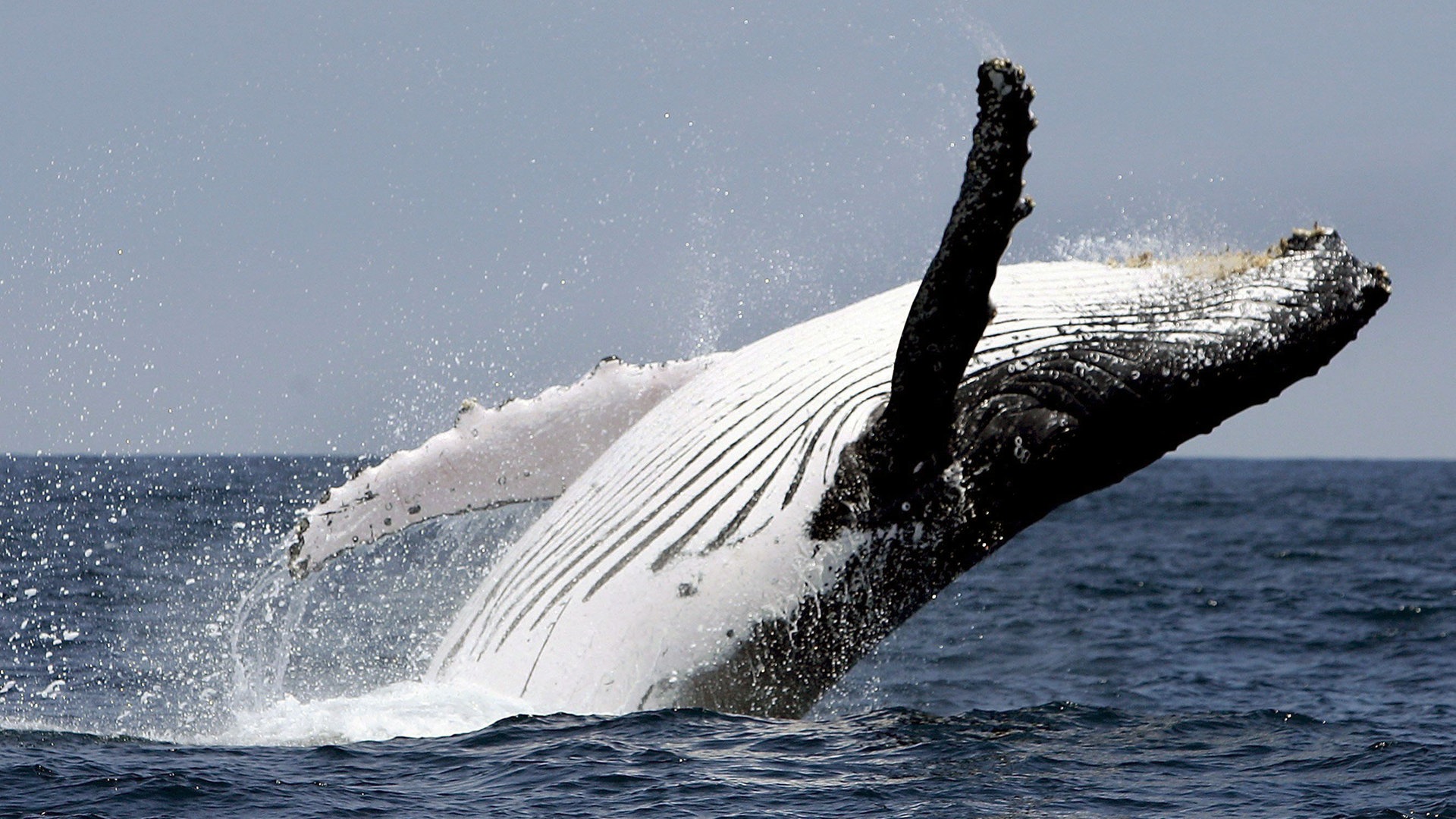 Ein Buckelwal springt aus dem Wasser (Foto: dpa Bildfunk, Picture Alliance)