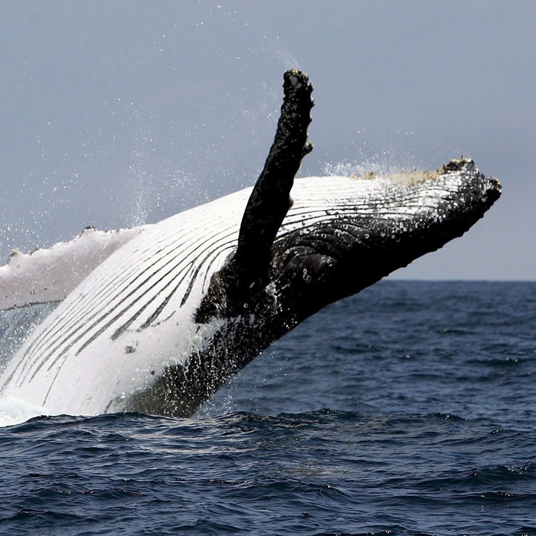 Ein Buckelwal springt aus dem Wasser (Foto: dpa Bildfunk, Picture Alliance)