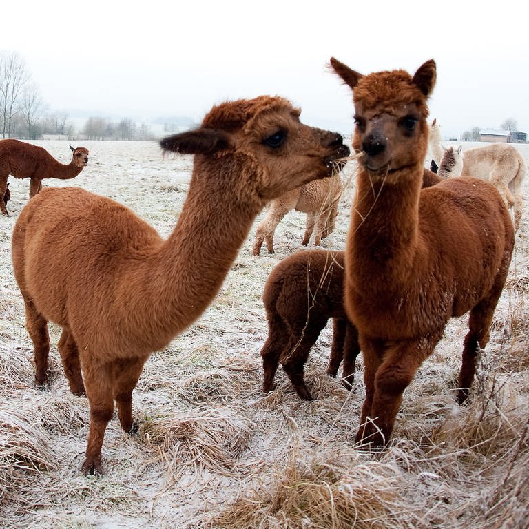 Alpakas stehen auf einer mit Raureif bedeckten Wiese (Foto: dpa Bildfunk, Picture Alliance)