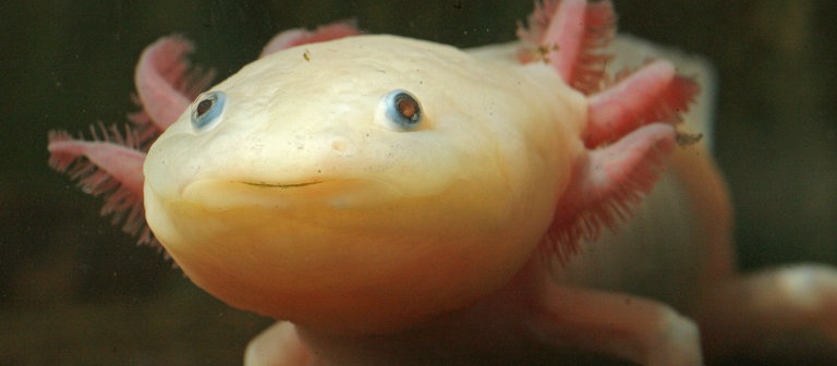 Ein Axolotl (Foto: dpa Bildfunk, Picture Alliance)