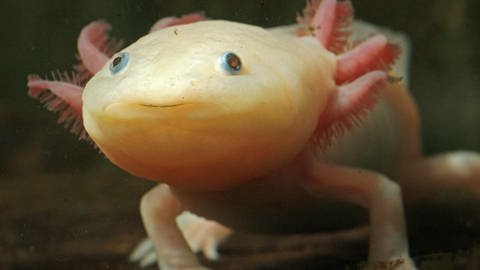 Ein Axolotl (Foto: dpa Bildfunk, Picture Alliance)