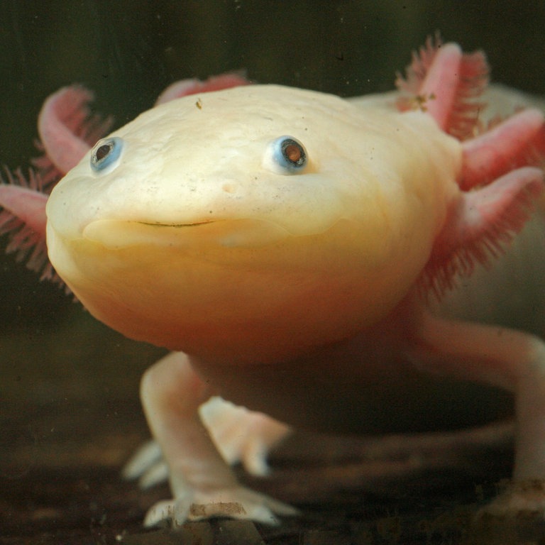 Ein Axolotl (Foto: dpa Bildfunk, Picture Alliance)