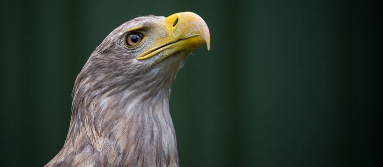 Ein Seeadler (Foto: dpa Bildfunk, Picture Alliance)