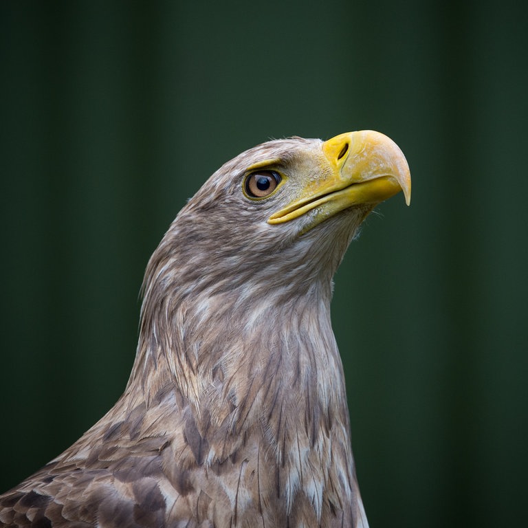 Ein Seeadler (Foto: dpa Bildfunk, Picture Alliance)