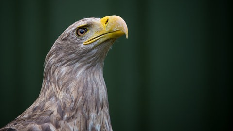 Ein Seeadler (Foto: dpa Bildfunk, Picture Alliance)