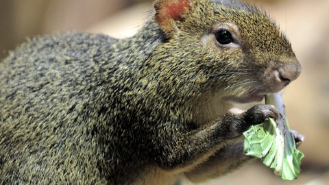 Ein Azara-Aguti frisst ein Blatt (Foto: dpa Bildfunk, Picture Alliance)