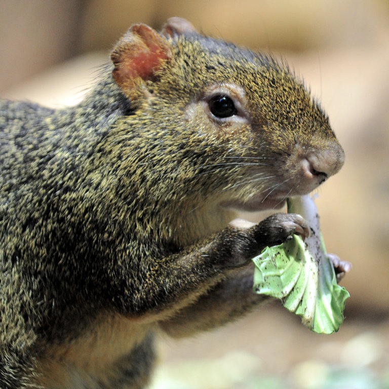 Ein Azara-Aguti frisst ein Blatt (Foto: dpa Bildfunk, Picture Alliance)