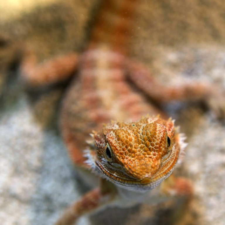 Eine Bartagame sitzt auf einem Stein (Foto: dpa Bildfunk, Picture Alliance)
