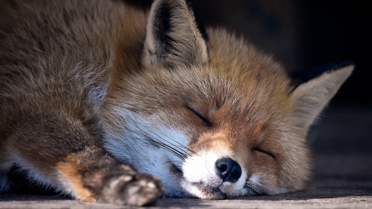 Ein Fuchs schläft (Foto: dpa Bildfunk, Picture Alliance)