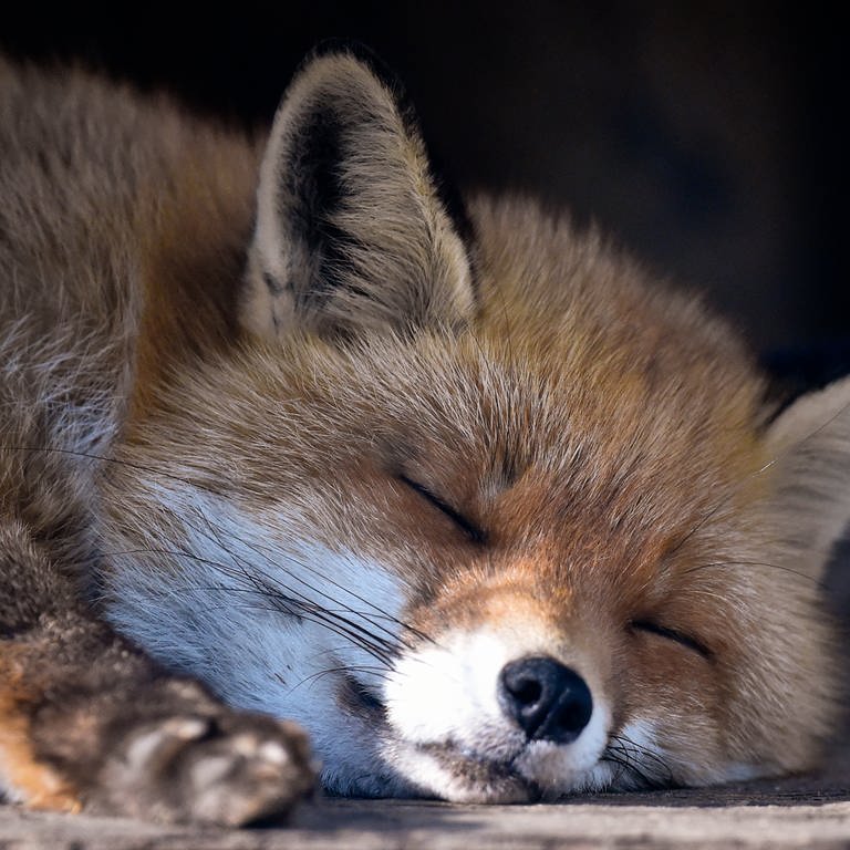 Ein Fuchs schläft (Foto: dpa Bildfunk, Picture Alliance)