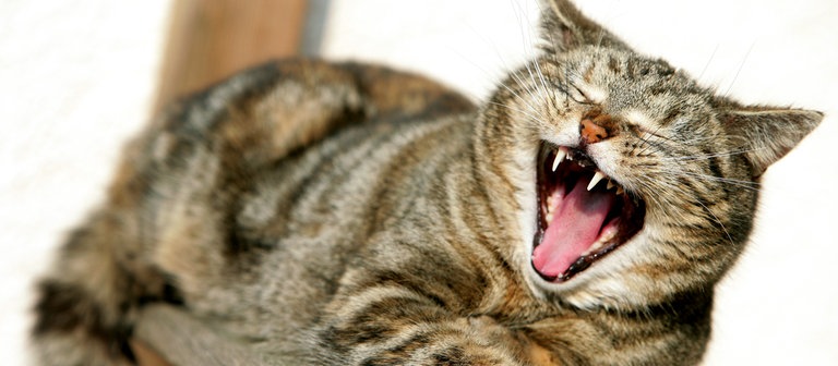 Eine Katze gähnt zufrieden (Foto: dpa Bildfunk, Picture Alliance)