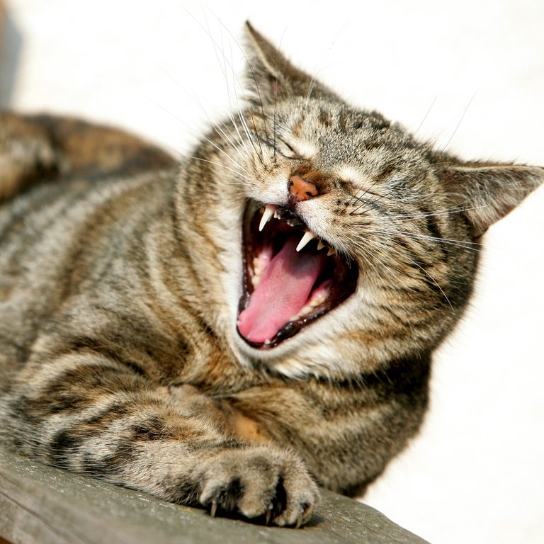 Eine Katze gähnt zufrieden (Foto: dpa Bildfunk, Picture Alliance)