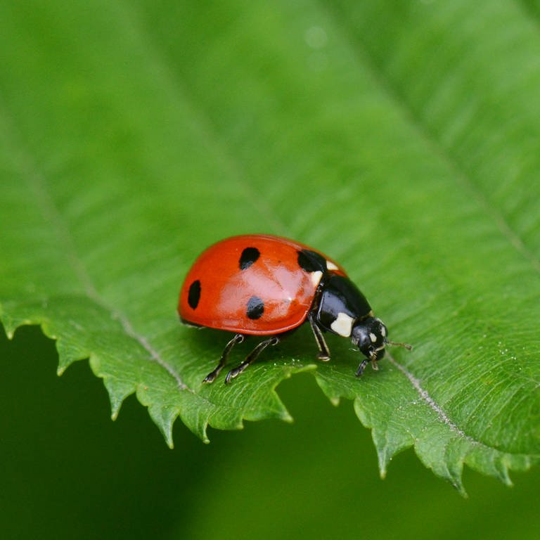 Ein Marienkäfer sitzt auf einem Blatt (Foto: dpa Bildfunk, Picture Alliance)