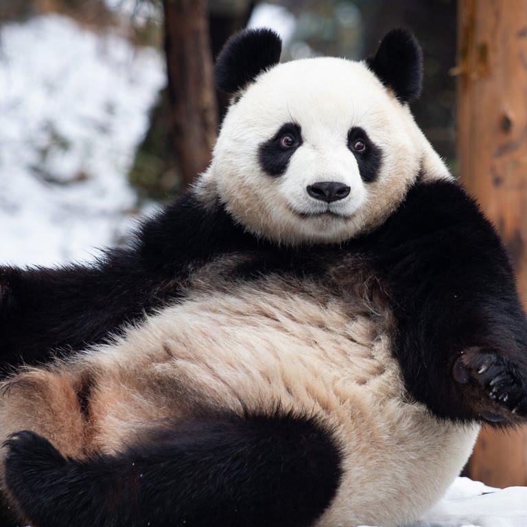 Ein Großer Panda sitzt auf dem Boden (Foto: picture alliance/dpa/XinHua | Su Yang)