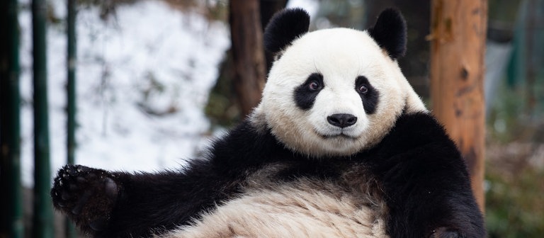 Ein Großer Panda sitzt auf dem Boden (Foto: dpa Bildfunk, picture alliance/dpa/XinHua | Su Yang)