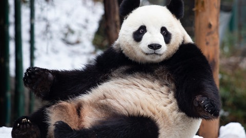 Ein Großer Panda sitzt auf dem Boden (Foto: dpa Bildfunk, picture alliance/dpa/XinHua | Su Yang)