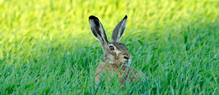 Feldhase, Hase (Foto: Colourbox)