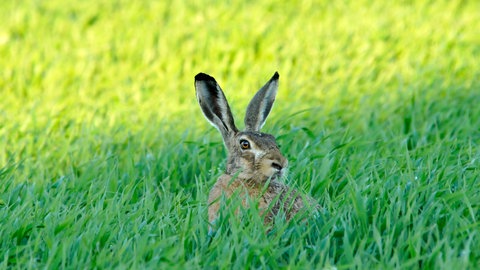 Feldhase, Hase (Foto: Colourbox)