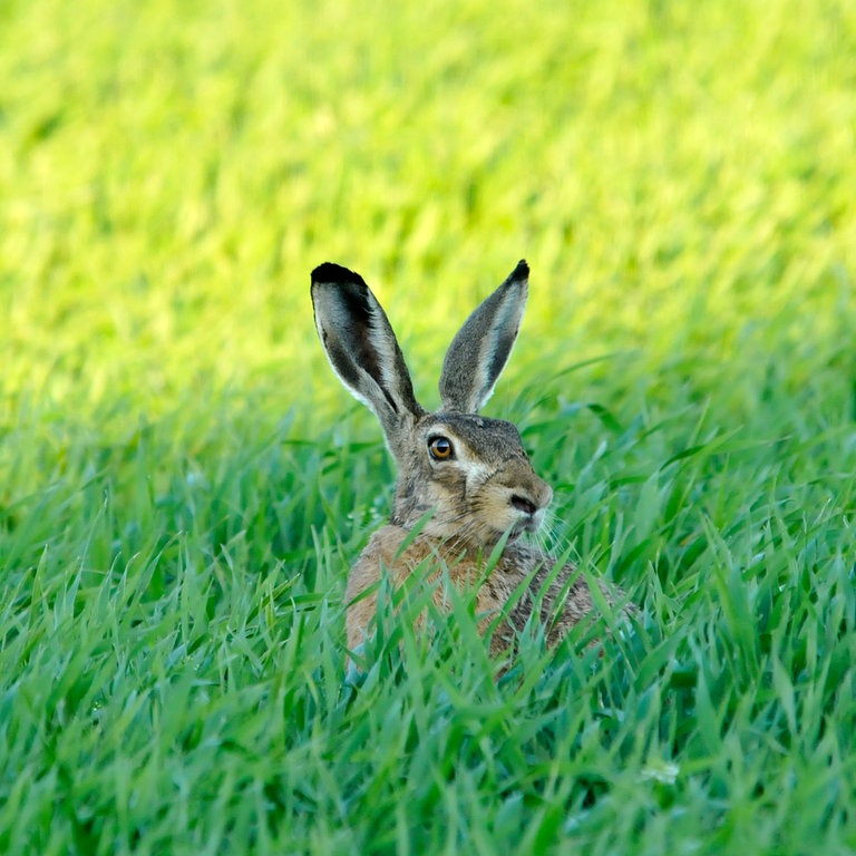Feldhase, Hase (Foto: Colourbox)