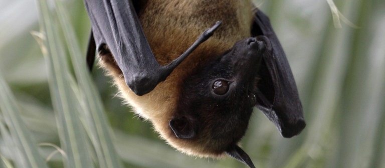 Ein Flughund hängt an einem Palmzweig (Foto: dpa Bildfunk, Picture Alliance)