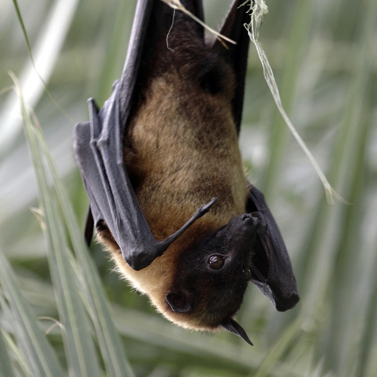 Ein Flughund hängt an einem Palmzweig (Foto: dpa Bildfunk, Picture Alliance)