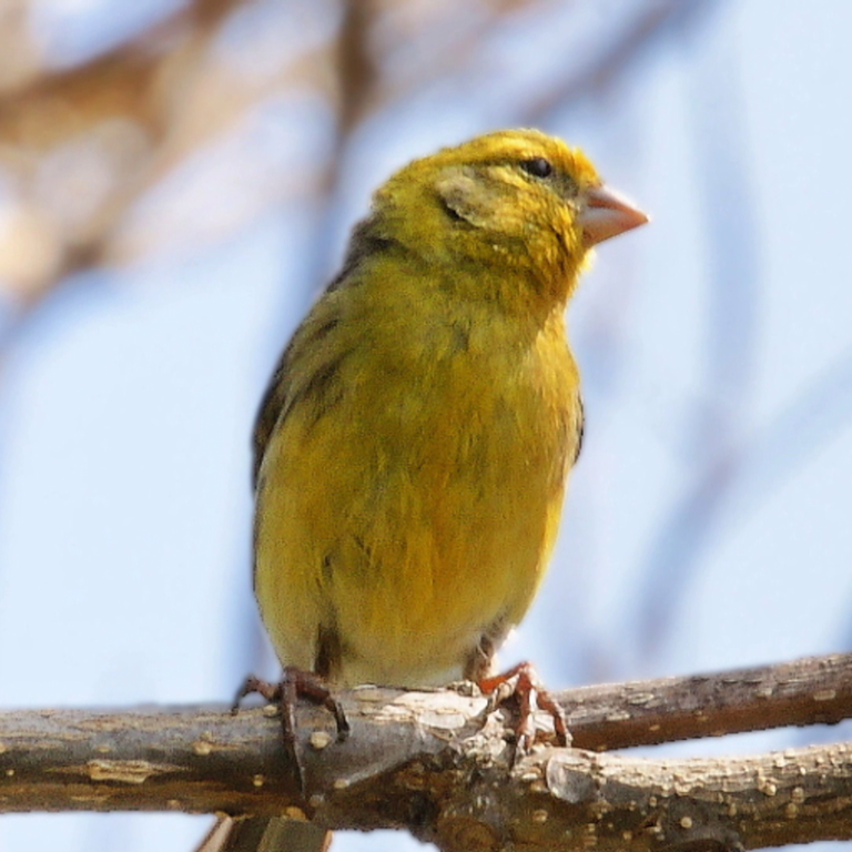 Ein Kanarienvogel (Foto: SWR)