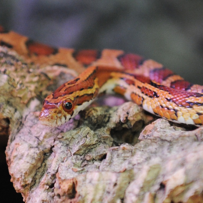 Eine Kornnatter im Terrarium (Foto: dpa Bildfunk, Picture Alliance)