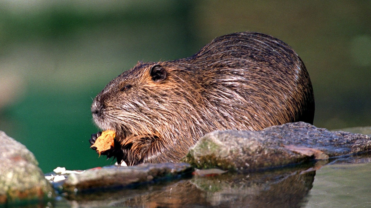 Ein Nutria nahe einer Wasserstelle beim Fressen