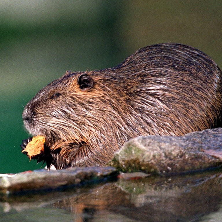 Ein Nutria nahe einer Wasserstelle beim Fressen (Foto: dpa Bildfunk, Picture Alliance)