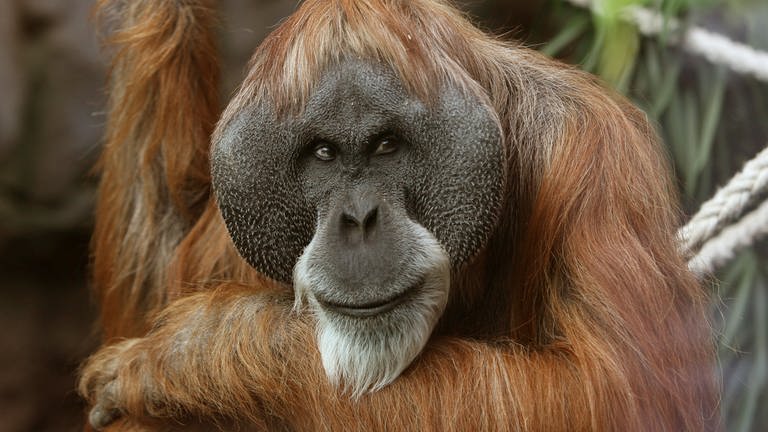 Neugierig beäugt dieser Orang-Utan seine Umgebung