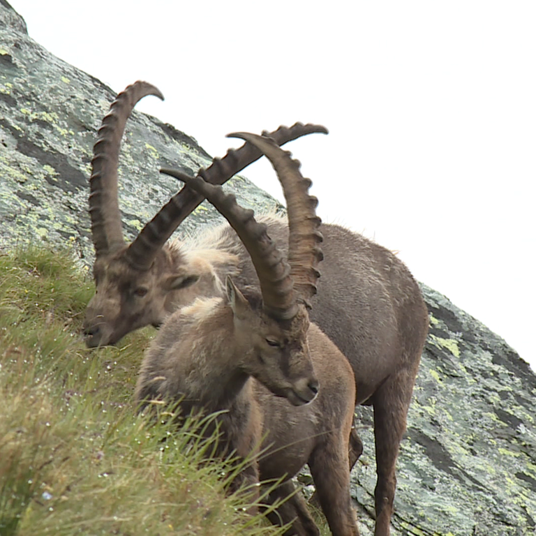 Steinbock (Foto: SWR)