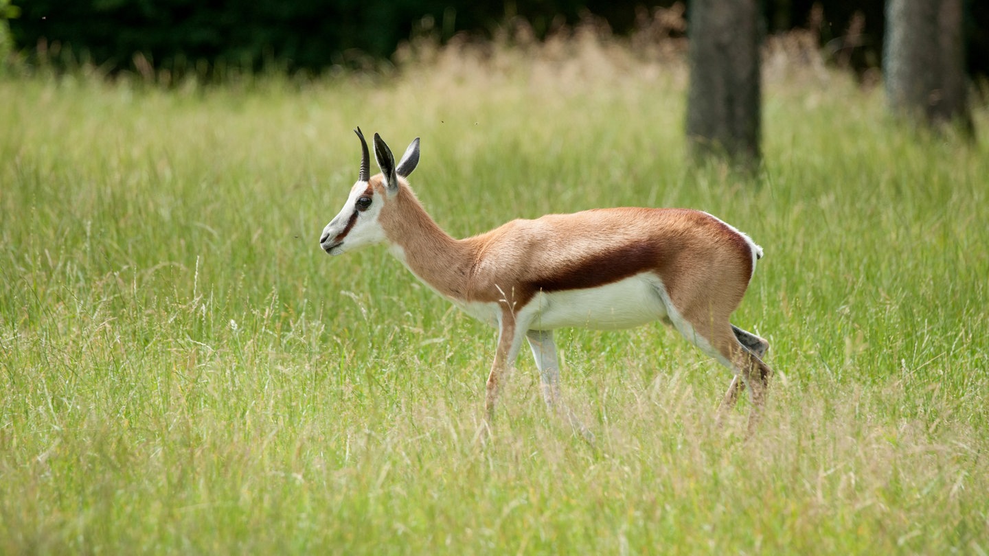 Ein Springbock im grünen Gras (Foto: Colourbox)