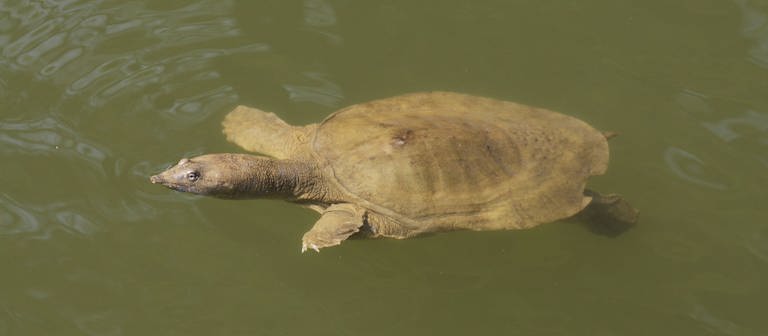 eine Papuaweichschildkröte im Wasser (Foto: IMAGO, imago stock&people)