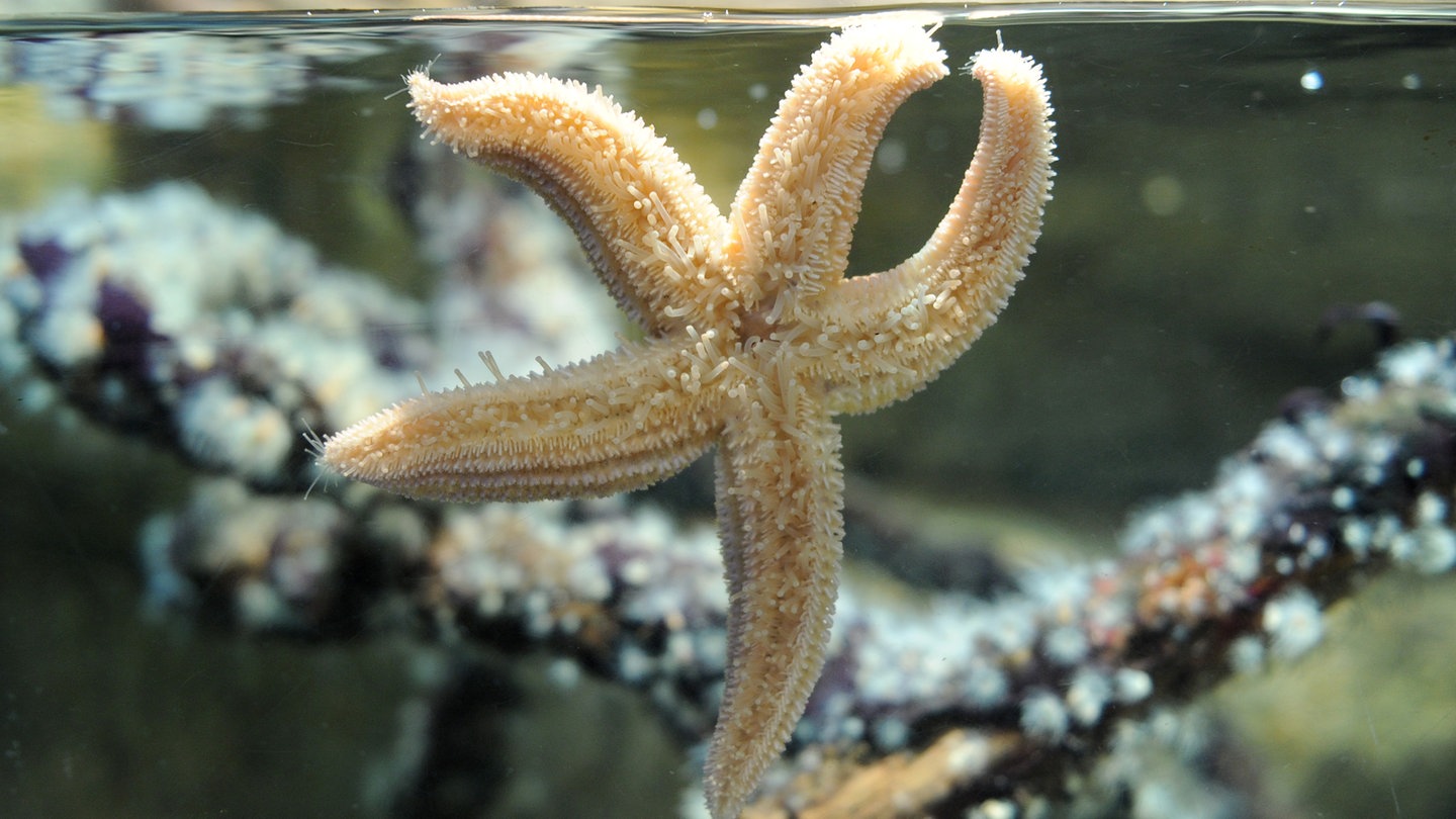 Ein Seestern im Aquarium (Foto: dpa Bildfunk, Picture Alliance)