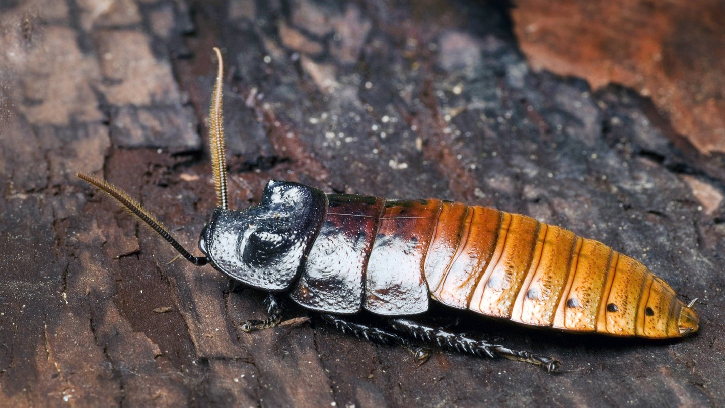 Madagaskar-Fauchschabe (Foto: IMAGO, Blickwinkel)