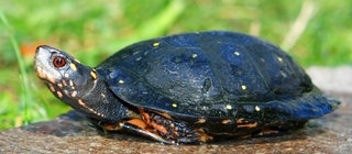 Tropfenschildkröte
