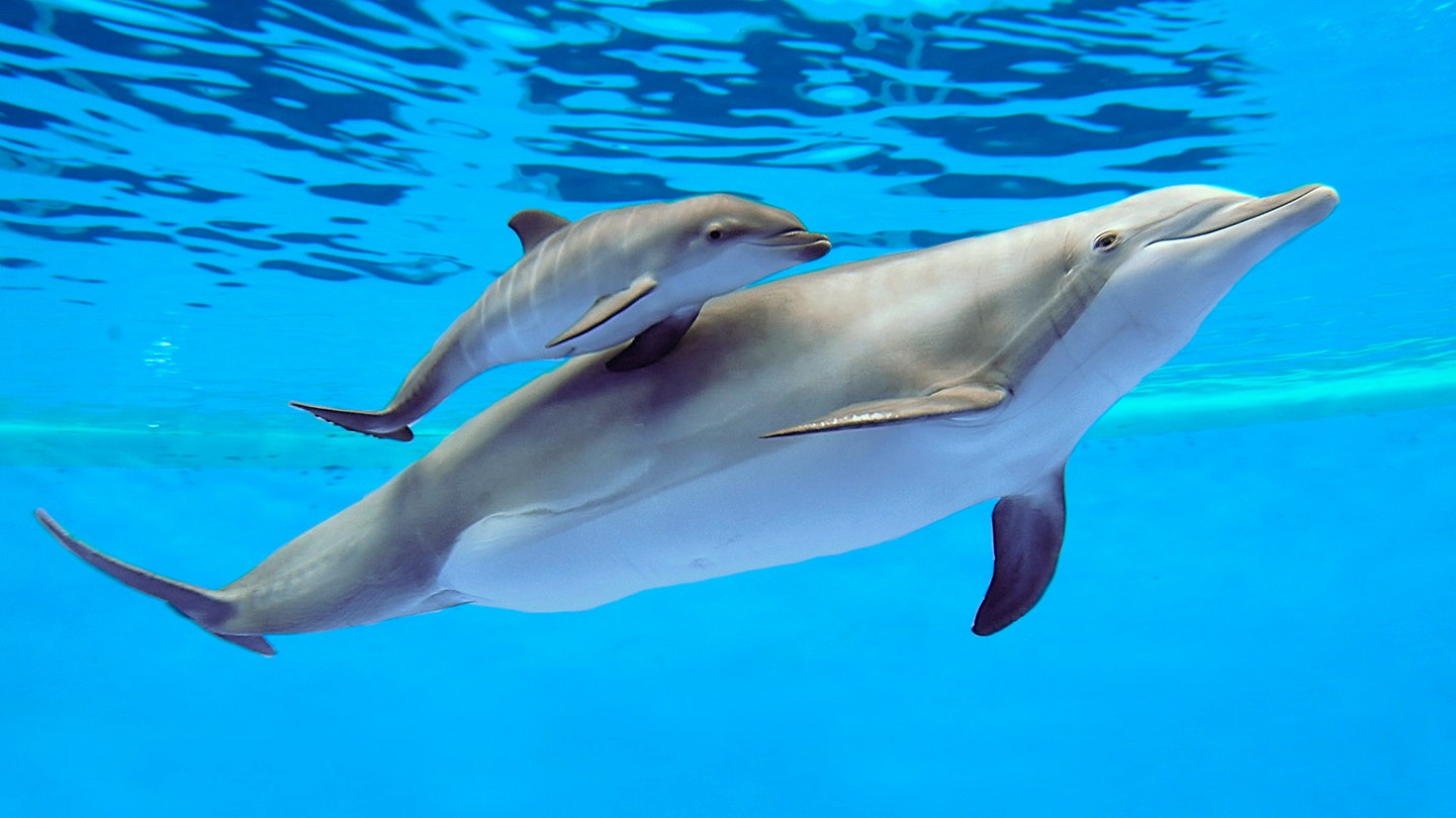 Delfinweibchen Allie und ihr Baby (Foto: picture-alliance / Reportdienste, picture alliance / AP Photo)